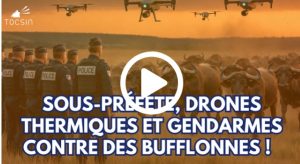 21 bufflonnes vaccinées